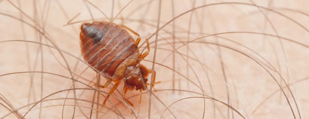Can You Name This Bug? Bed Bugs - New Braunfels, TX